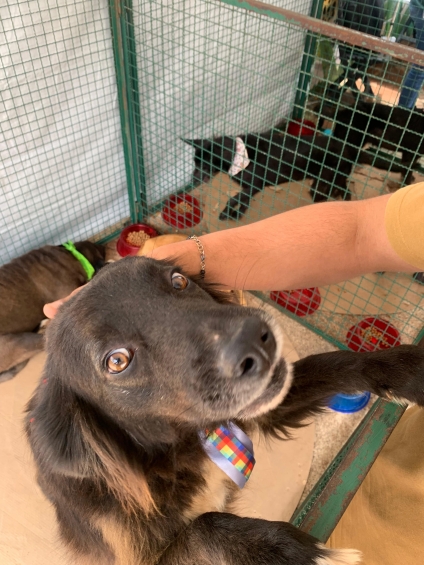 Jandira promove nova feira de adoção de animais neste sábado (07)