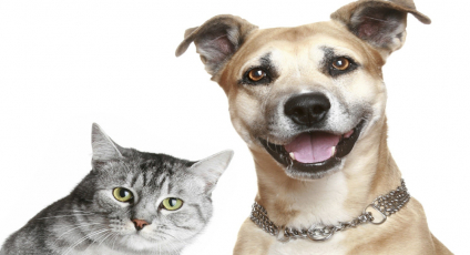 Cidade inicia “Campanha de Castração” de cães e gatos