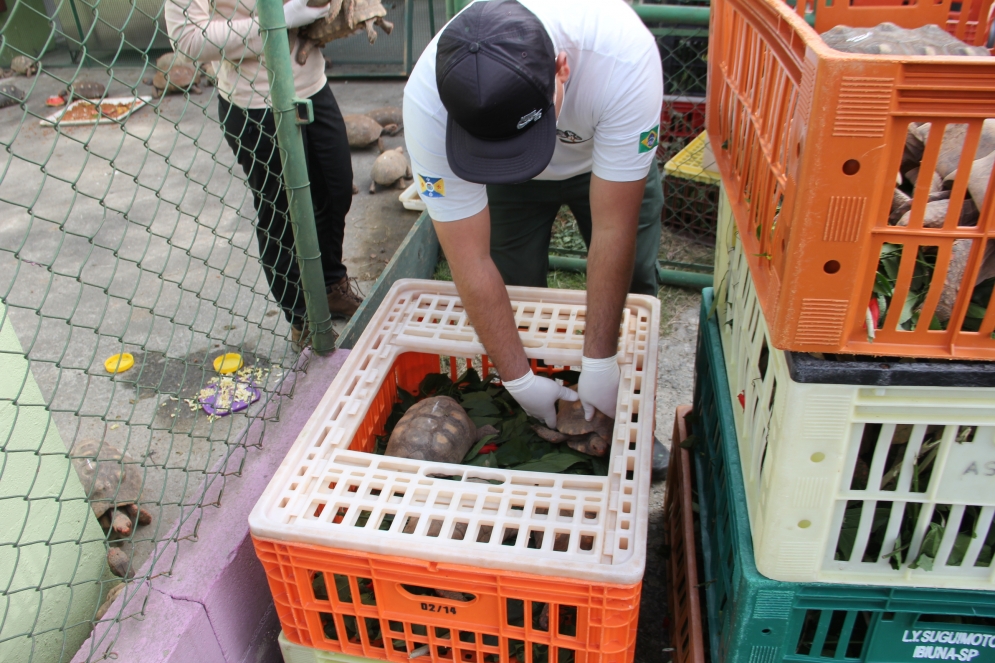 De volta pra casa: Cetas devolve 350 animais silvestres &agrave; natureza