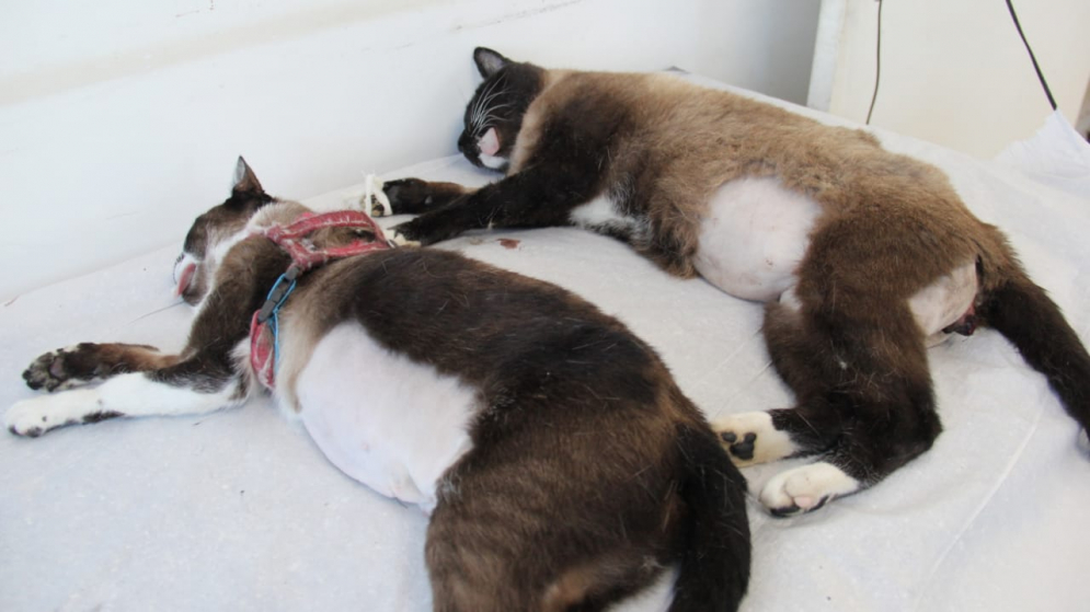 Barueri abre inscri&ccedil;&otilde;es para castra&ccedil;&atilde;o de Pet&acute;s no pr&oacute;ximo dia 28