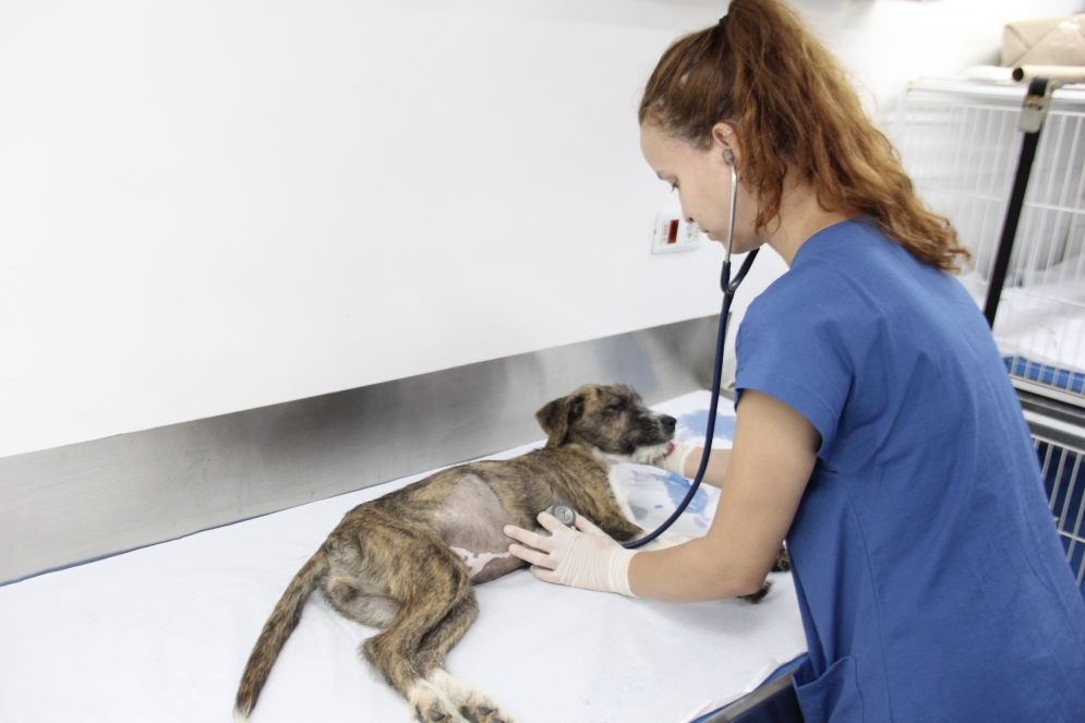 Agenda para castra&ccedil;&atilde;o de pets abre dia 21