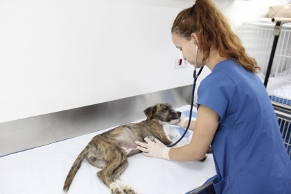 Agenda para castração de pets abre dia 21