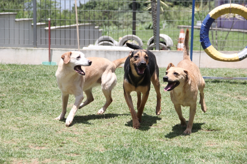 Sema abre agendamento de castra&ccedil;&atilde;o de pet&acute;s na quinta,27