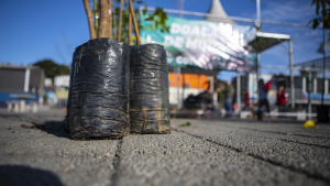 Doa&ccedil;&atilde;o de mudas em polo de vacina&ccedil;&atilde;o comemora Dia da Mata Atl&acirc;ntica