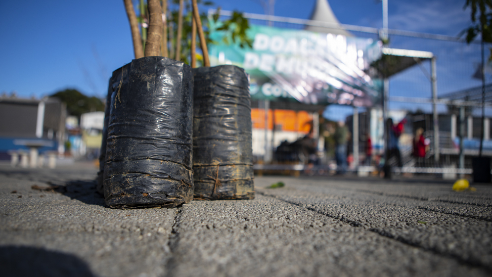 Doa&ccedil;&atilde;o de mudas em polo de vacina&ccedil;&atilde;o comemora Dia da Mata Atl&acirc;ntica
