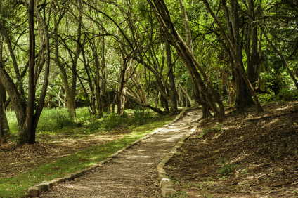 Cidade prepara programação especial na Semana do Meio Ambiente