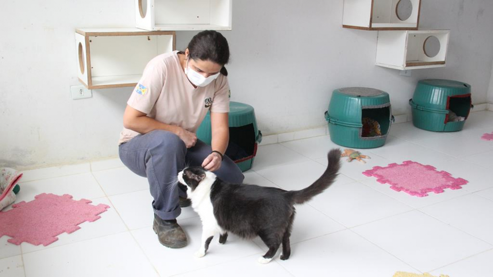 Feira Especial de Ado&ccedil;&atilde;o de Pets acontece neste s&aacute;bado, 29, no Cepad